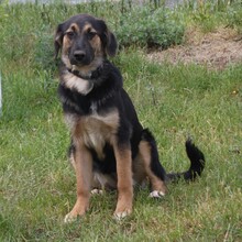 DRAMAQUEEN, Hund, Mischlingshund in Warder