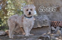 COCCO, Hund, Mischlingshund in Spanien