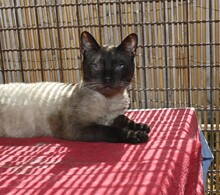 IKARU, Katze, Siam Mix in Langenzenn