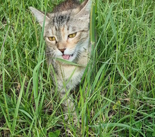 NADALINA, Katze, Europäisch Kurzhaar in Oberhausen