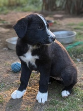 SACHI, Hund, Mischlingshund in Griechenland