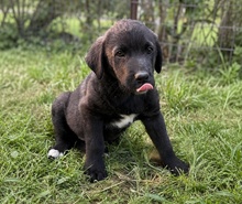 SOFIAN, Hund, Mischlingshund in Griechenland