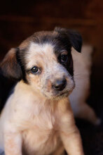 HOPE, Hund, Mischlingshund in Rumänien