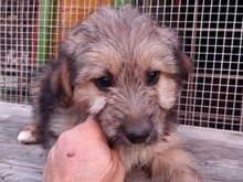 CASIMIR, Hund, Mischlingshund in Portugal