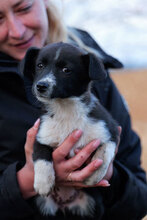 LUNA, Hund, Mischlingshund in Rumänien