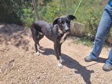 JINGLES, Hund, Mischlingshund in Spanien