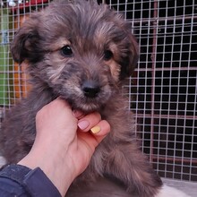 CHICO, Hund, Mischlingshund in Portugal