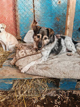 MARIO, Hund, Mischlingshund in Rumänien