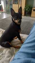 LUNA, Hund, Pinscher-Mix in Bergisch Gladbach