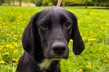ELINO, Hund, Mischlingshund in Rostock