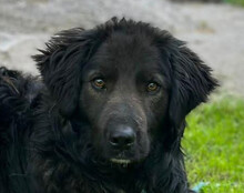 BIMBO, Hund, Mischlingshund in Kroatien
