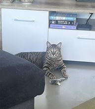 PEPPER, Katze, Europäisch Kurzhaar in Springe