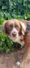 ROY, Hund, Cocker Spaniel-Epagneul Breton-Mix in Spanien