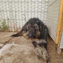 SHANTI, Hund, Mischlingshund in Rumänien