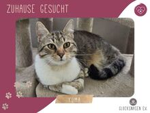 YUMA, Katze, Europäisch Kurzhaar in Bulgarien