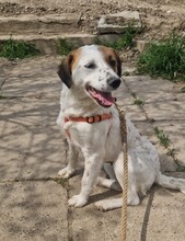 TILLY2, Hund, Mischlingshund in Rumänien