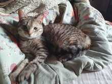 SKITTLES, Katze, Hauskatze in Winden