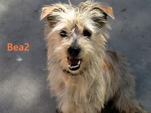 BEA2, Hund, Mischlingshund in Spanien