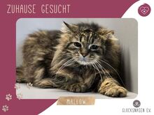 MALLOW, Katze, Waldkatze-Mix in Bulgarien