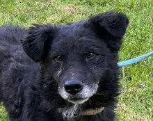 BIMAL, Hund, Mischlingshund in Kroatien