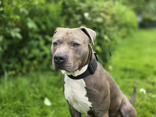 HERBERT, Hund, American-Staffordshire-Terrier-Mischling in Hamburg