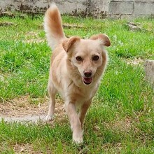 ROMY, Hund, Mischlingshund in Griechenland