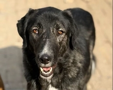 TILDA, Hund, Mischlingshund in Aerzen