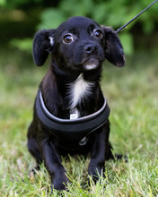 LOVO, Hund, Mischlingshund in Kroatien