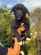 SEPHORA, Hund, Mischlingshund in Griechenland