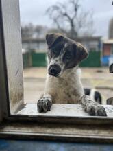 CODY, Hund, Mischlingshund in Eutin