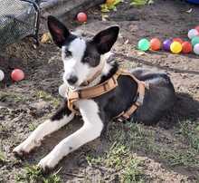 GAYA, Hund, Mischlingshund in Wöllstein