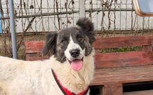 LUISE, Hund, Mischlingshund in Kevelaer