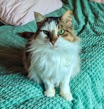 BLAGA, Katze, Hauskatze in Schweiz