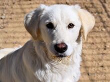 HANS, Hund, Golden Retriever in Italien