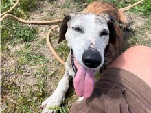 GANZO, Hund, Segugio Italiano in Bellheim