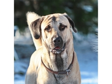 SIVO, Hund, Kangal in Spardorf