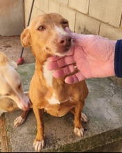 UMA, Hund, Podenco in Spanien