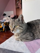 EVIE, Katze, Europäisch Kurzhaar-Mix in Barsinghausen
