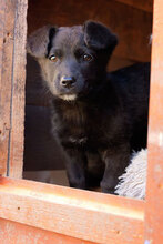 RONNY, Hund, Mischlingshund in Rumänien