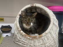 LENI, Katze, Hauskatze in Rumänien