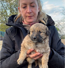 ULLI, Hund, Mischlingshund in Rumänien