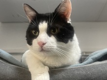 BANDERAS, Katze, Hauskatze in Rumänien