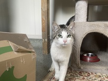 DINA, Katze, Hauskatze in Rumänien