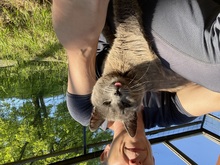 SASU, Katze, Hauskatze in Rumänien