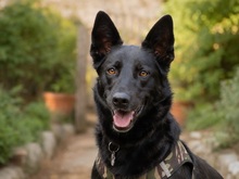 DAMA, Hund, Mischlingshund in Portugal