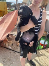 GINNY, Hund, Mischlingshund in Kerpen