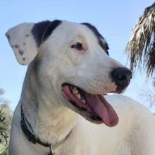 HEART, Hund, Mischlingshund in Griechenland