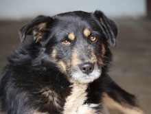 KALLE, Hund, Mischlingshund in Rumänien