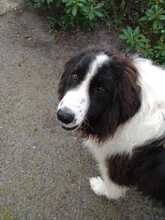 BENJI, Hund, Mischlingshund in Wedel