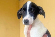 BASILICO, Hund, Mischlingshund in Berlin